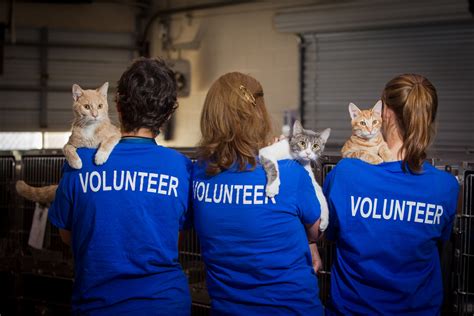 Contributing Time and Expertise: Volunteering at Local Shelters