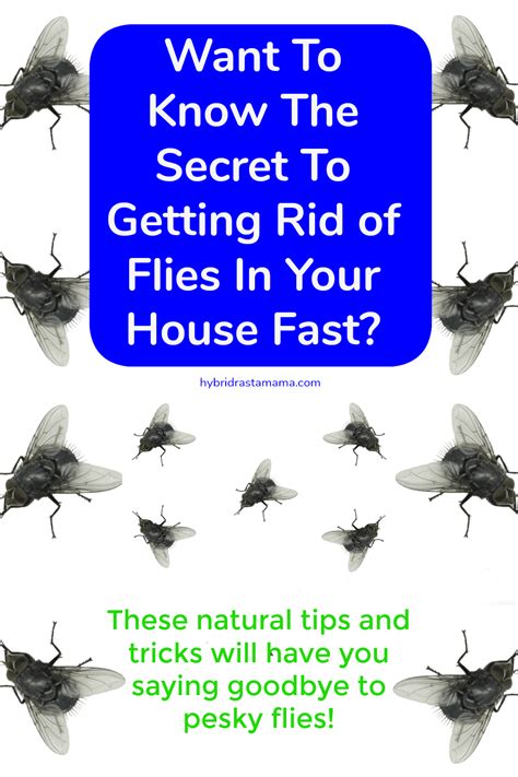 Controlling Pesky Insects: Managing Black Flies in Your Home and Garden