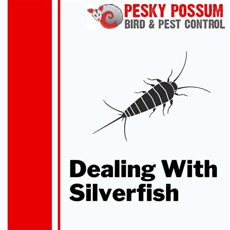 Coping Strategies for Dealing with Frequent Dreams of Consuming Silverfish