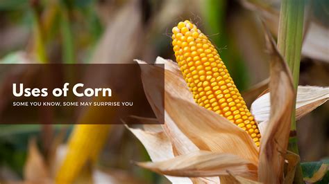 Corn's Versatile Applications in the Culinary World: Going Beyond the Fundamental Usage