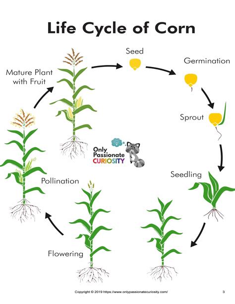 Corn as a Metaphor for Life's Cycles and Renewal