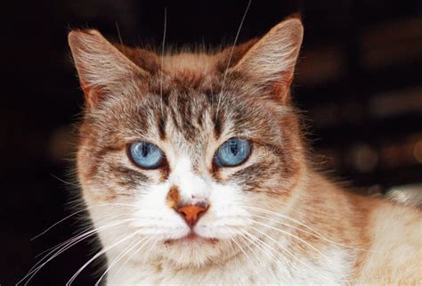 Could Dreaming of a Feline Adorned with Sapphire Gaze Indicate Profound Significance?