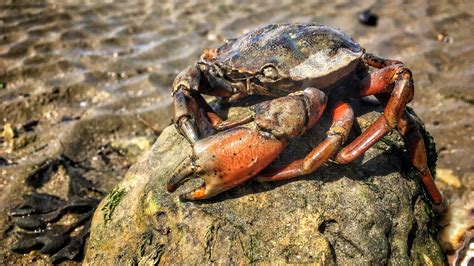 Crabs as Spirit Animals: Unlocking the Wisdom and Guidance They Bring to Dreamers