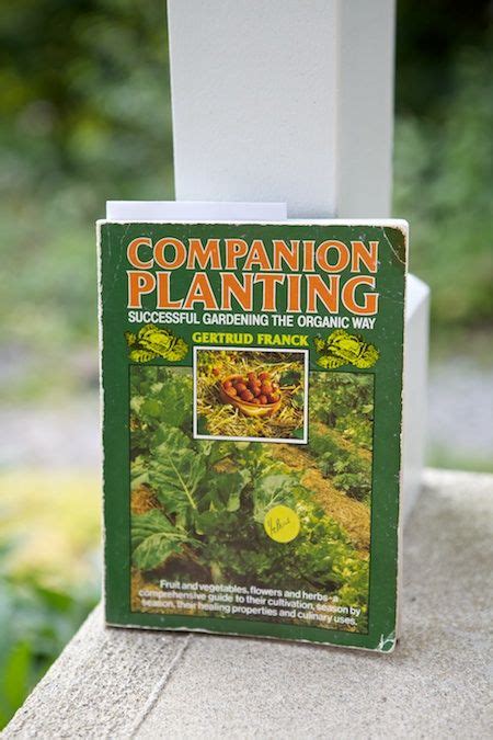 Cracking the Code: Decoding the Secrets of Successful Companion Planting