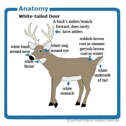 Cracking the Code: Unveiling the Secrets of Deer Through Tracks, Scat, and other Indications