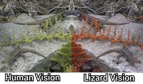 Cracking the Code: Unveiling the Various Explanations of Lizard Visions