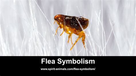 Cracking the Enigma of Interpreting Flea Bite Dreams