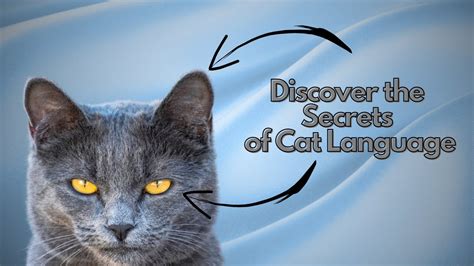 Cracking the Enigmatic Language of Cats: Deciphering their Verbal Expressions