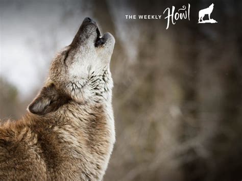 Cracking the Mysterious Howl: Deciphering the Language of Wolves