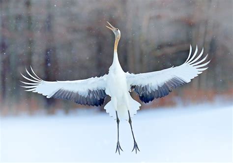 Crane Symbolism in Different Cultures and Traditions