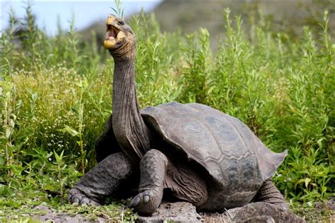 Craving for a Conversing Tortoise: Exploring the Enigma of Animal Communication