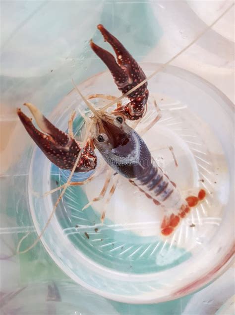 Crawfish Aquaculture: Sustaining the Population of Mighty Crayfish