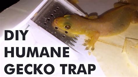 Creating Homemade Traps: Safely Capturing and Releasing Geckos