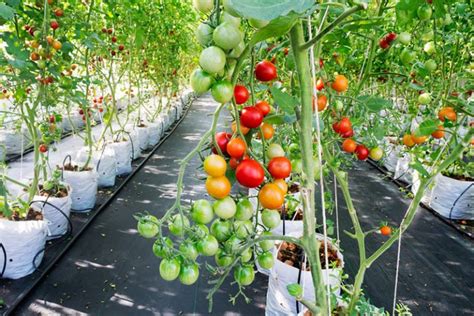 Creating Optimal Conditions for Tomato Growth