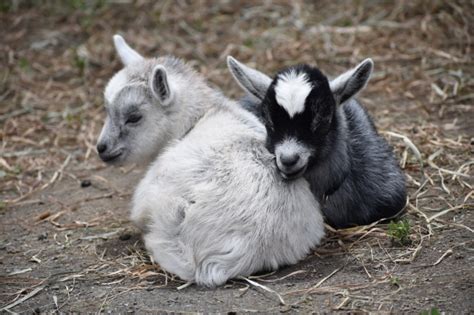 Creating Unforgettable Memories: Exploring the Delightful Happiness of an Adorable Goat Offspring