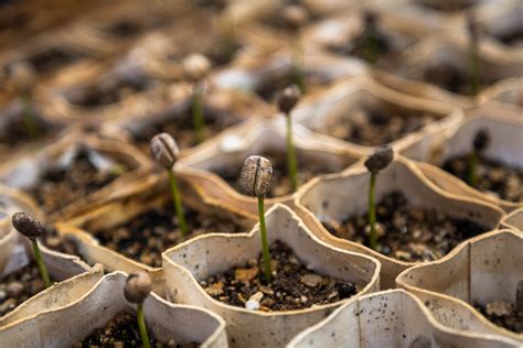 Creating Your Plant Nursery: Step-by-Step Guide