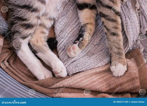 Creating a Cat-Friendly Environment for Cozy Paws and Playful Moments