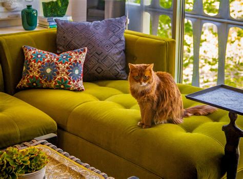 Creating a Cat-Friendly Environment in Your Home