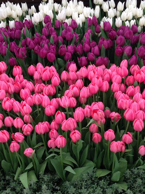 Creating a Colorful Tulip Display: Complementary Flower Combinations