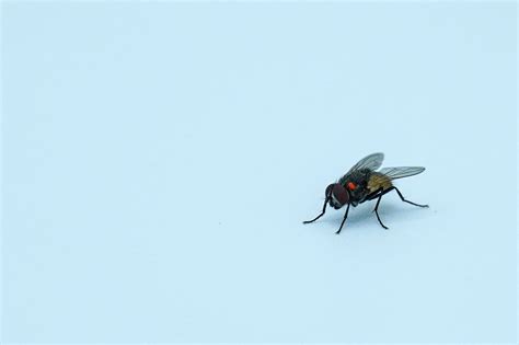 Creating a Fly-Free Environment: A Comprehensive Guide to Banishing House Flies