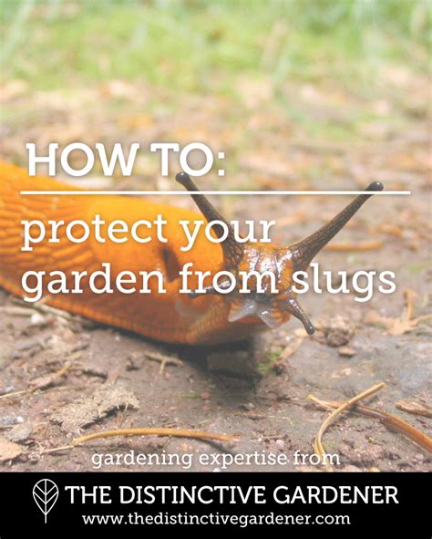 Creating a Garden that Keeps Slugs at Bay