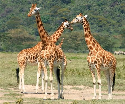 Creating a Giraffe-Friendly Environment at Home