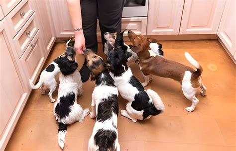 Creating a Harmonious Pack: Tips for Managing Multiple Dogs