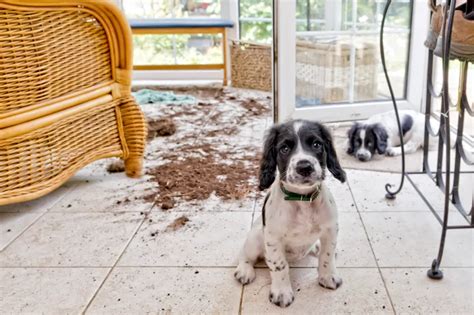 Creating a Pet-Friendly Environment: Tips for Dog-proofing Your Home