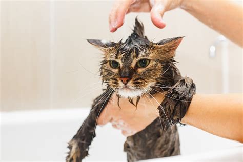 Creating a Relaxing Bathing Experience for Darling Felines