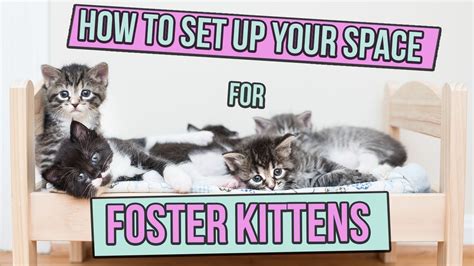 Creating a Safe Space for Foster Kittens