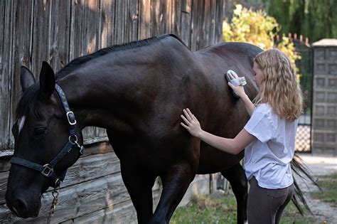 Creating a Soothing Grooming Routine for Your Equine Companion