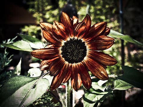 Creating a Striking Visual Impact with Dark Sunflowers