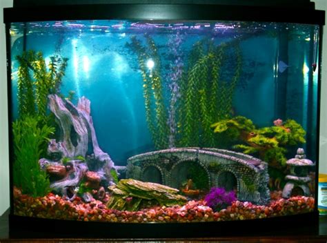 Creating a Stunning Fish Tank: Must-Have Equipment and Supplies