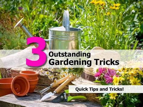 Creating a Sustainable Garden: Tips and Tricks