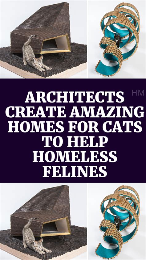 Creating a Welcoming Environment for Homeless Felines