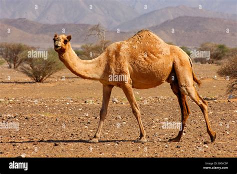 Creating an Appropriate Habitat for Your Dromedary Companion