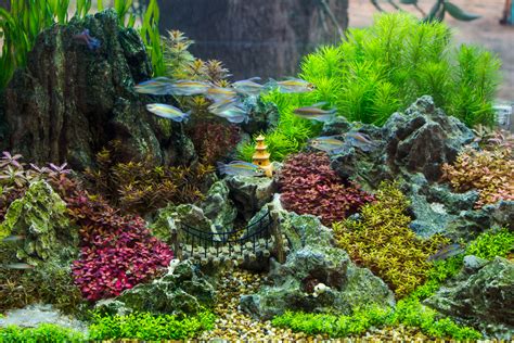 Creating an Exquisite Aquascape: Crafting the Perfect Subaqueous Landscape