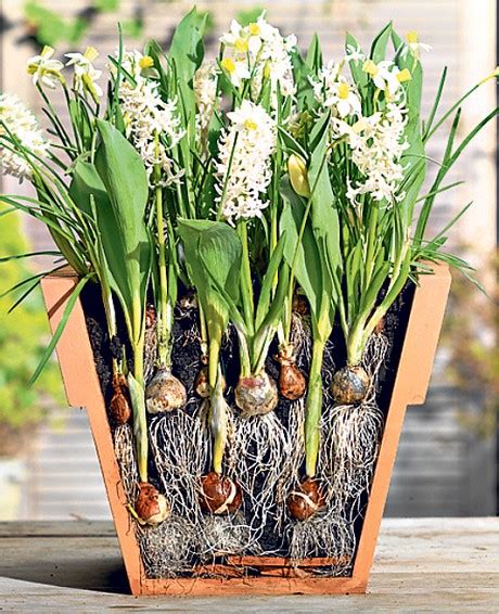 Creating an Impressive Bulb Display: Secrets to Captivate Your Garden