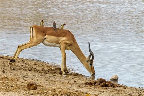 Creating the Ideal Habitat