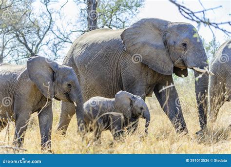 Creating the Ideal Habitat for Your Young Elephant Companion