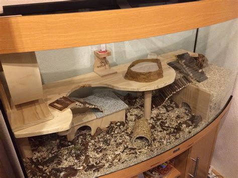 Creating the Ideal Home for Your Pet: Building the Ultimate Hamster Habitat