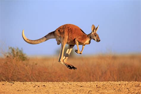 Creating the Ideal Kangaroo Habitat