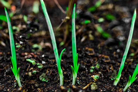 Creating the Ideal Soil for Vibrant Scallions