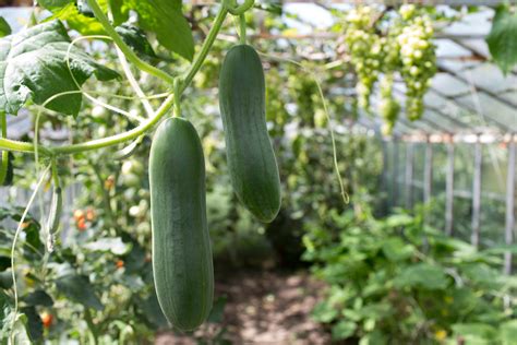 Creating the Optimal Environment for Cucumber Cultivation