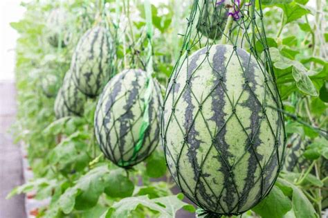 Creating the Optimal Environment for Watermelon Cultivation