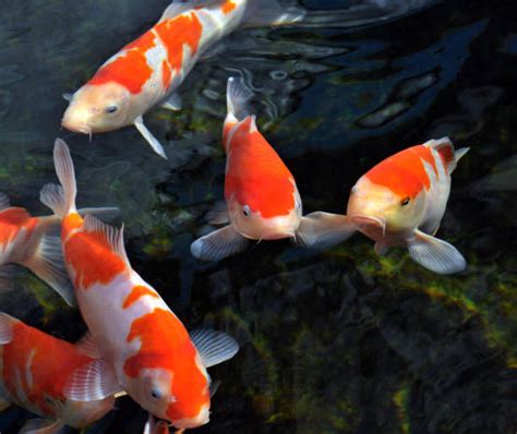 Creating the Perfect Diet for Your Young Koi