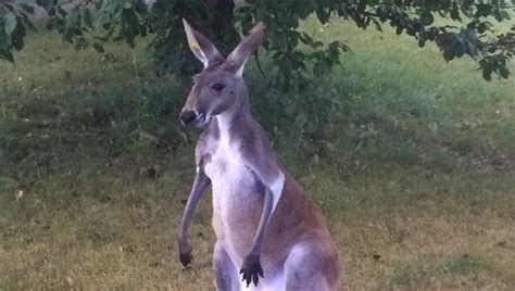 Creating the Perfect Environment: Kangaroo Ownership Requirements