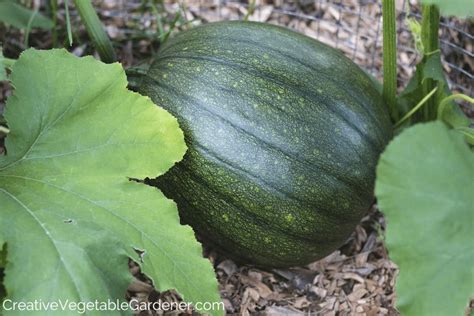 Creating the Perfect Environment: What It Takes to Grow Enormous Pumpkins