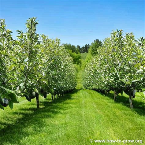 Creating the Perfect Environment for Cultivating Pears