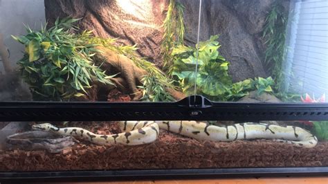 Creating the Perfect Habitat: A Comprehensive Guide to Ball Python Care